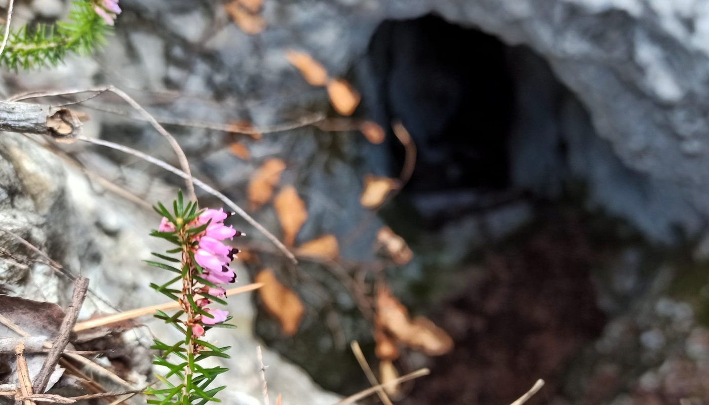 Torbole Nago fiore caverna
